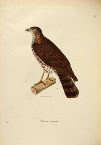 oiseaux 1850