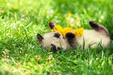 暹罗小猫躺在草地上，戴着蒲公英的花环