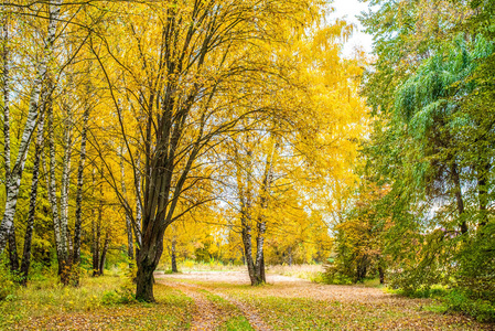 秋天的森林。美丽的背景, 公园明亮的树叶。在一个阳光明媚的下午, 在森林中的道路。绿色和橙色自然背景在雨以后。这条路布满绿草的叶