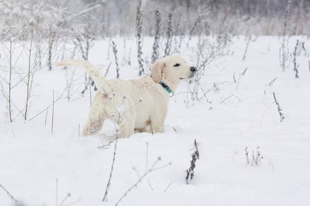 雪地里的一只金毛猎犬