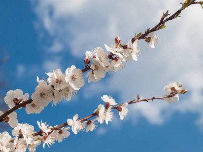 春天开花的苹果树的分支以蓝天背景