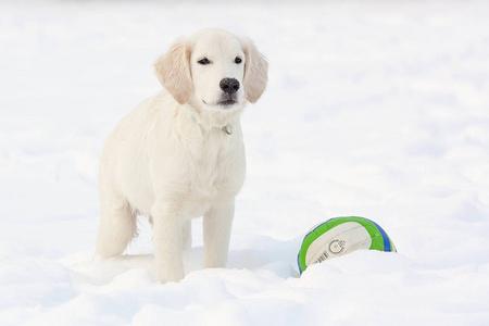 雪地里的一只金毛猎犬