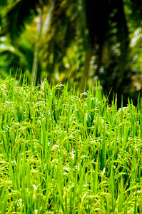 印度尼西亚乌布巴利的水稻梯田