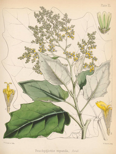 布拉奇格洛蒂斯。 1844年南极航行的植物学