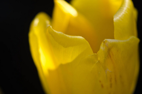 大自然抽象近看春天娇嫩的黄色郁金香花瓣