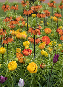 帝王花和五颜六色的郁金香花开在花园里