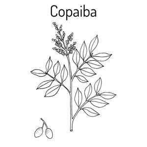 古巴 Copaifera 药用植物