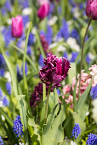 紫色郁金香和蓝色风信子在花园里盛开
