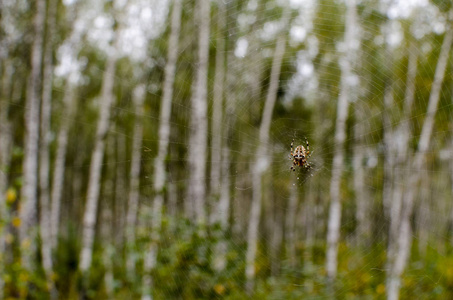 蜘蛛和他的网在森林里