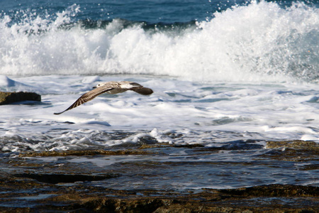 海鸥坐在以色列北部地中海沿岸图片