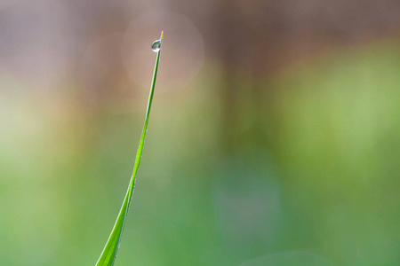 清新的绿茎的草与露珠在清晨接近。自然背景。