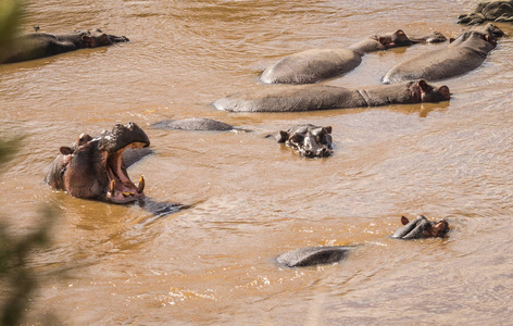 肯尼亚马拉河上的河马