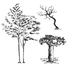 手绘黑树在白色背景下被隔离。小植物的分支在媒介例证。简单的灰色剪影