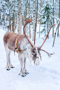 芬兰北部拉普兰罗瓦涅米冬季牧场的驯鹿