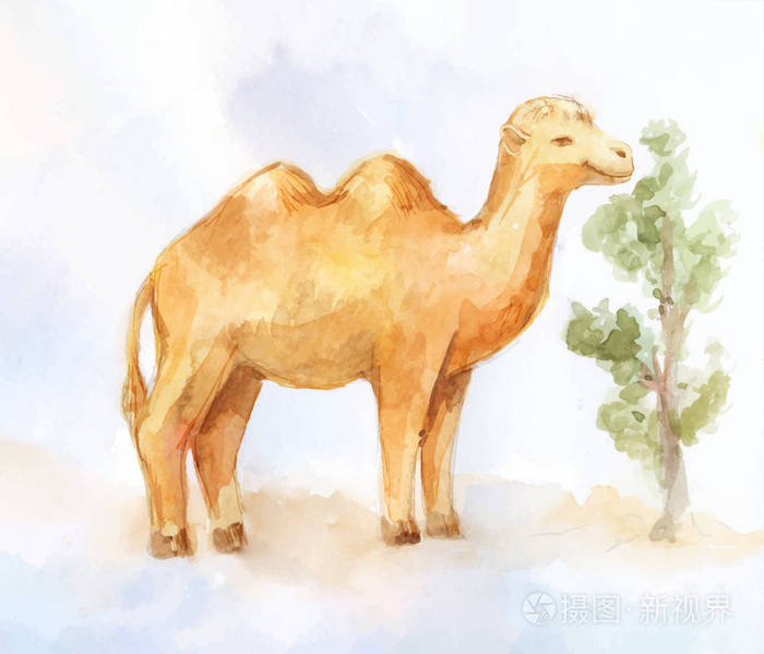 可爱的水彩双双峰骆驼插画-正版商用图片10kvfu-摄图新视界