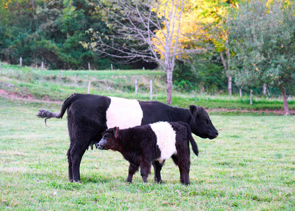 牛和小牛在牧场站立吃草