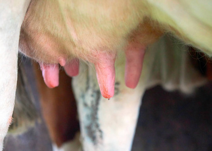 奶牛挤奶前的过程