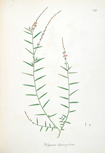 植物插图。 伦敦科罗曼德尔海岸的植物1793