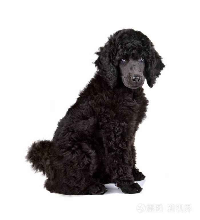 黑色贵宾犬