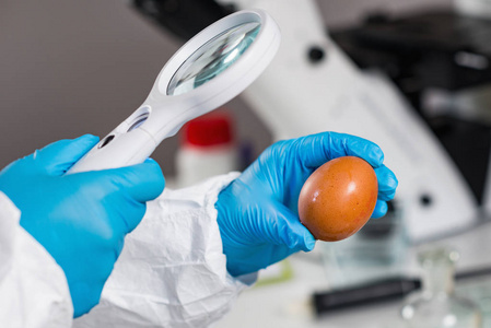 质量控制专家在实验室检查鸡蛋