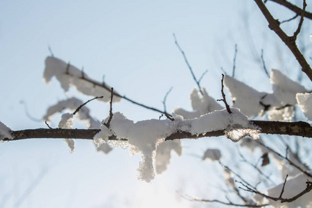 雪中冬季森林背景下的霜和雪覆盖的树枝