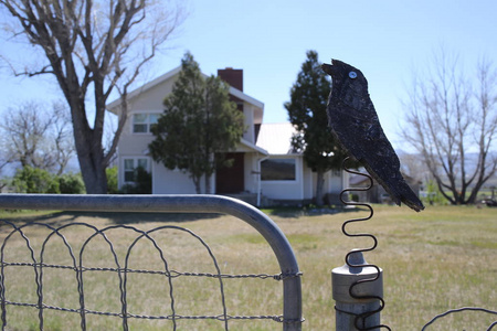 美国栅栏和房子上的木乌鸦