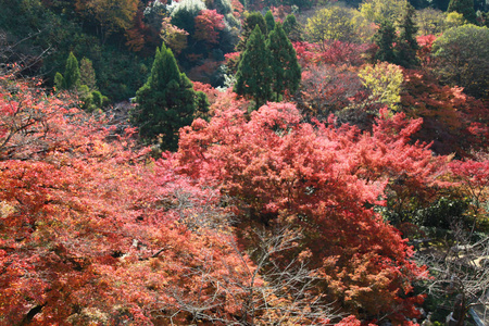 日本大阪的树叶颜色变化