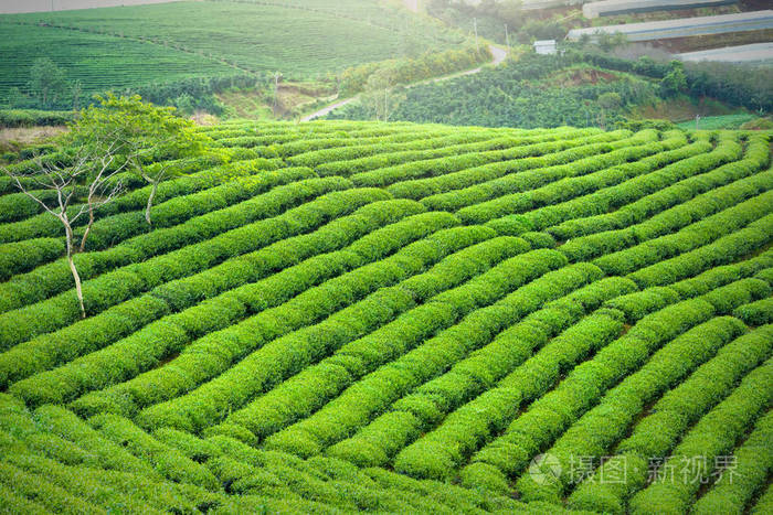 早上高地的绿茶山.
