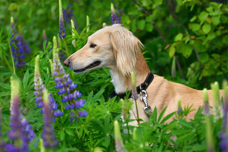 在森林中狩猎犬