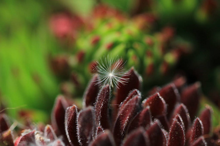 花的种子在空中飞翔