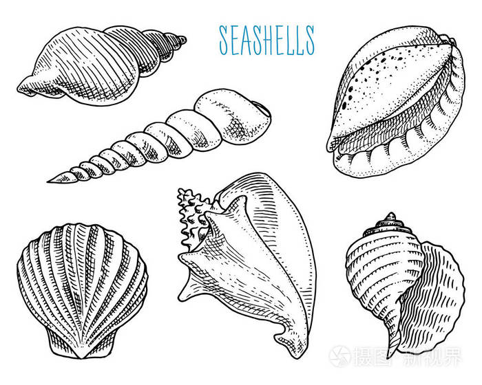 海洋生物.刻在旧素描, 老式风格的手画.航海或海洋, 怪物或食物.