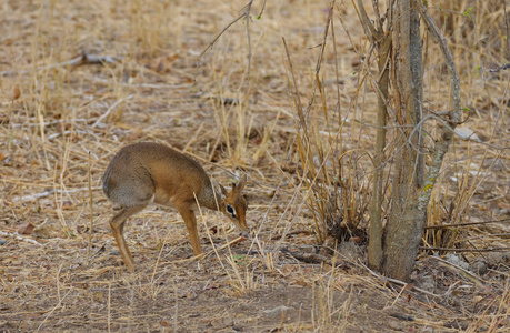 s Dikdik scientific name Madoqua , or 34