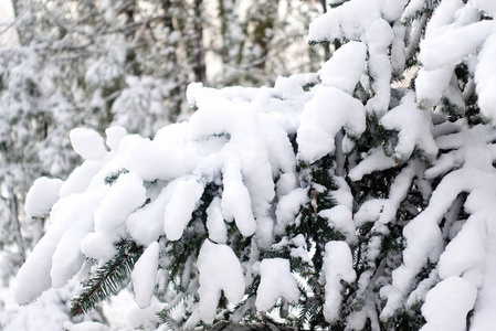 杉树树枝覆盖着雪。