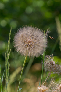 在早晨的阳光，湛蓝的天空在风中吹蒲公英的种子