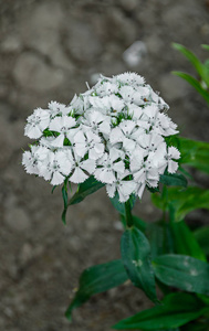 白花草植物, 户外花园, 关闭