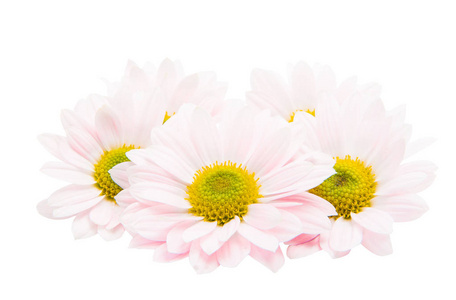 白色背景上的粉红色菊花
