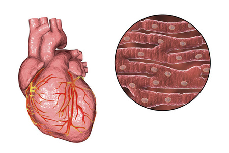心脏肌肉结构