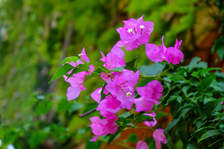 热带粉红色盛开的花朵特写