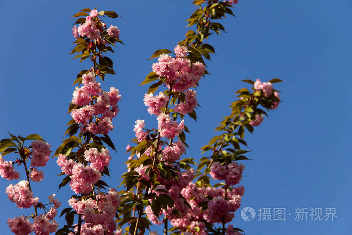 粉红色开花的日本樱桃树的细节樱花
