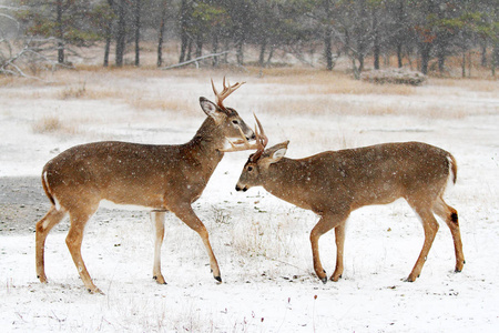 雪天，两只白尾鹿互相争斗