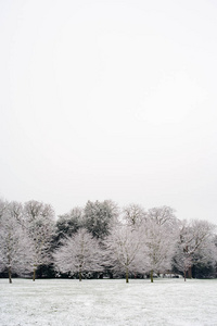 观察霜冻覆盖树木的景色