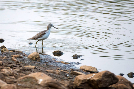 普通 greenshank 或 Tringa nebularia