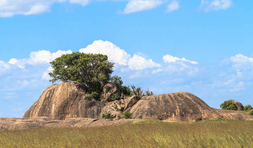 塞伦盖蒂的全景。 石头上的树。 坦桑尼亚非洲