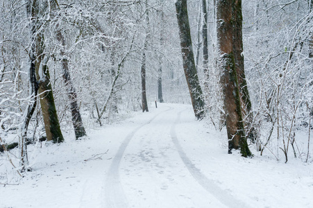 雪下森林里的一条小路