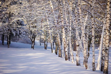 白桦树在冬天的雪
