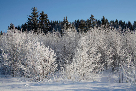 冬天被雪覆盖的树木的景色