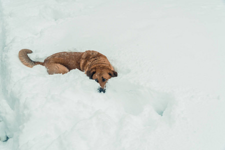 狗跳入雪