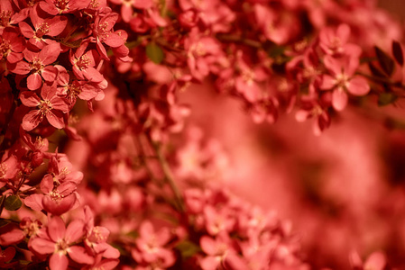 红苹果花