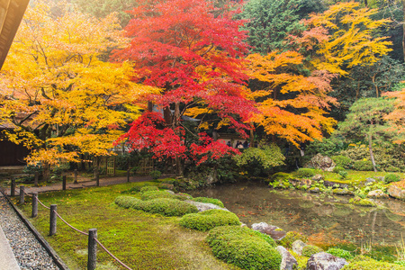 日本森林秋季有水塘的彩色枫叶