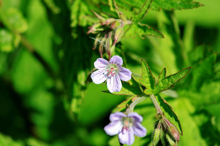 淡绿色的绿草背景下的小白花, 有丁香花瓣绿叶和闭芽的鲜艳多汁照片